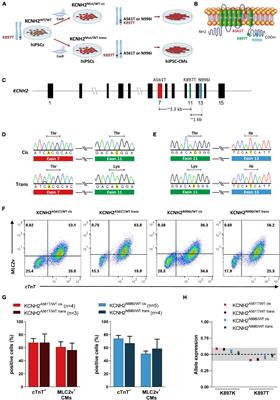 The Linkage Phase of the Polymorphism KCNH2-K897T Influences the Electrophysiological Phenotype in hiPSC Models of LQT2